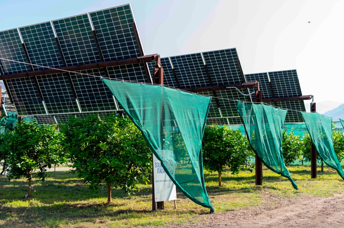 Il limoneto fotovoltaico realizzato in Calabria